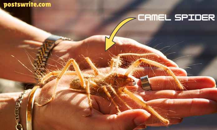 Camel Spider