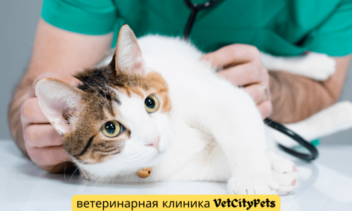 ветеринарная клиника VetCityPets